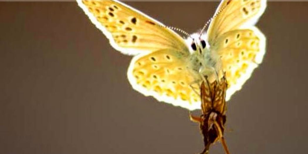 Schmetterlingspoesie_Cover_for_Kindle2