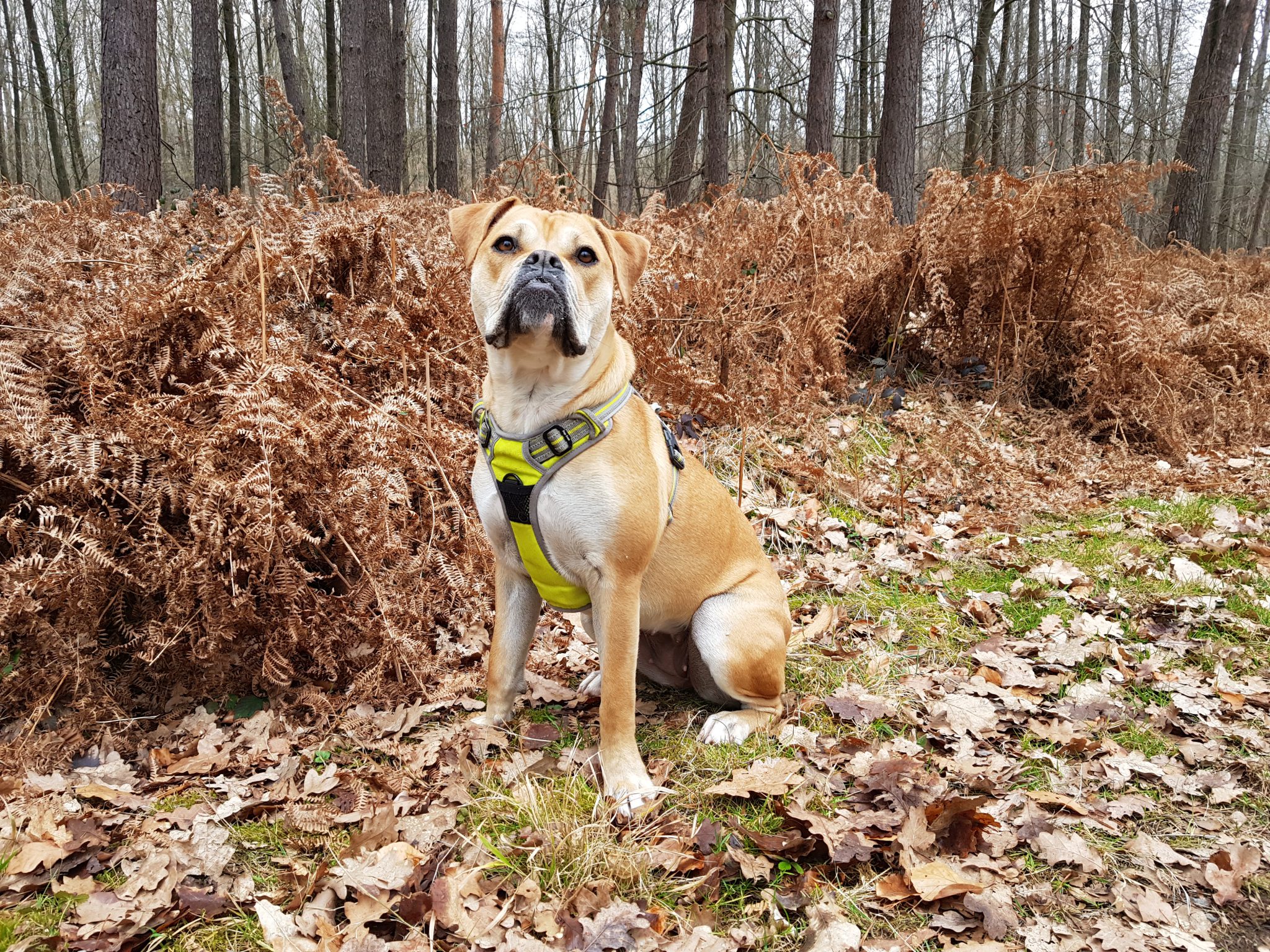 Waldspaziergang | May | Old English Bulldog Hündin | Natur | Wald | Hund | Olde English Bulldogge